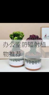 办公室防辐射植物推荐