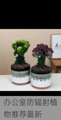 办公室防辐射植物推荐最新