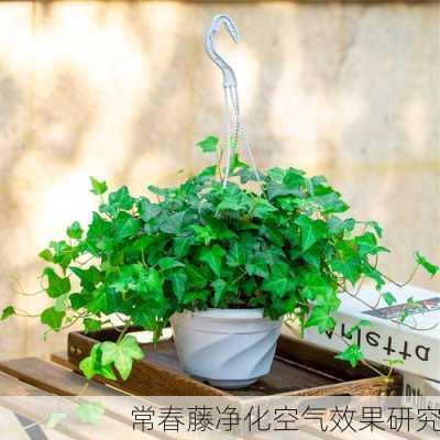 常春藤净化空气效果研究