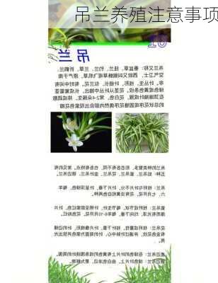 吊兰养殖注意事项