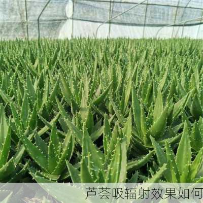 芦荟吸辐射效果如何