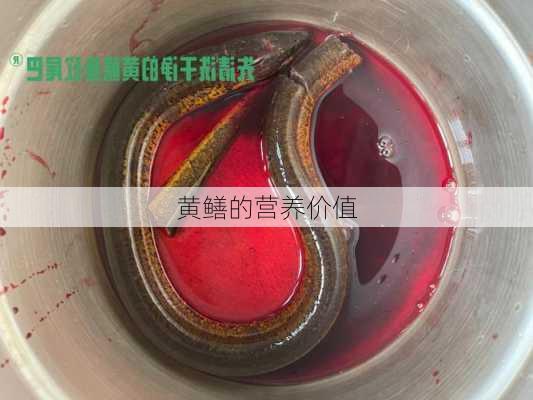 黄鳝的营养价值