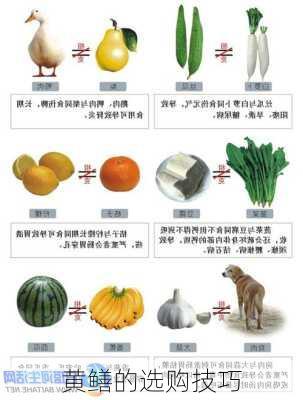 黄鳝的选购技巧