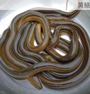 黄鳝