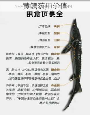 黄鳝药用价值