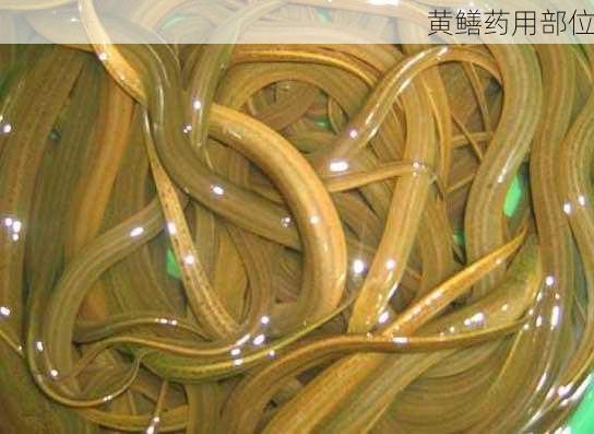 黄鳝药用部位