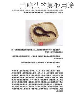 黄鳝头的其他用途