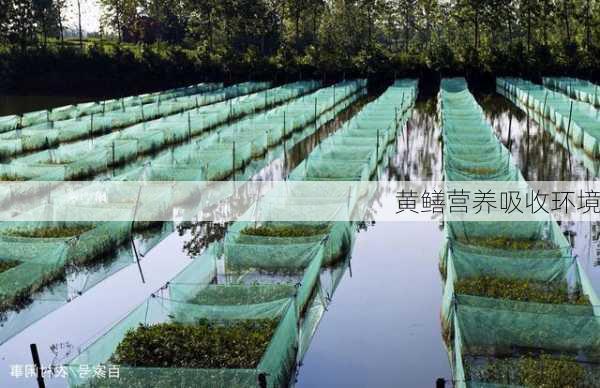 黄鳝营养吸收环境