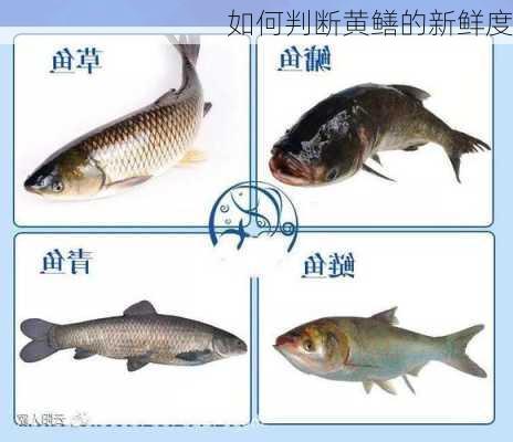 如何判断黄鳝的新鲜度