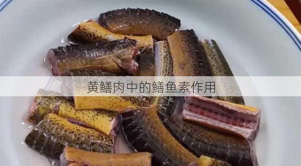 黄鳝肉中的鳝鱼素作用