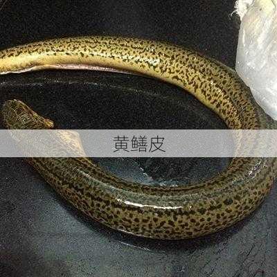 黄鳝皮