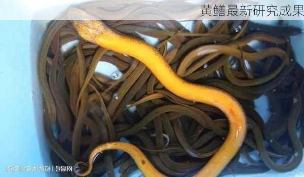 黄鳝最新研究成果