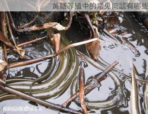 黄鳝养殖中的常见问题有哪些