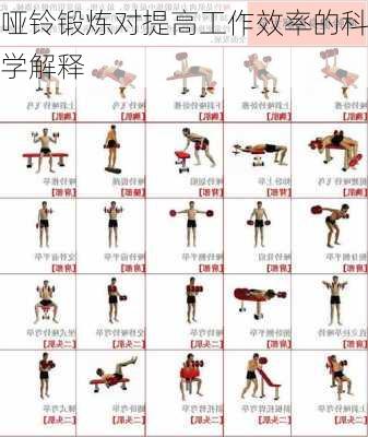 哑铃锻炼对提高工作效率的科学解释