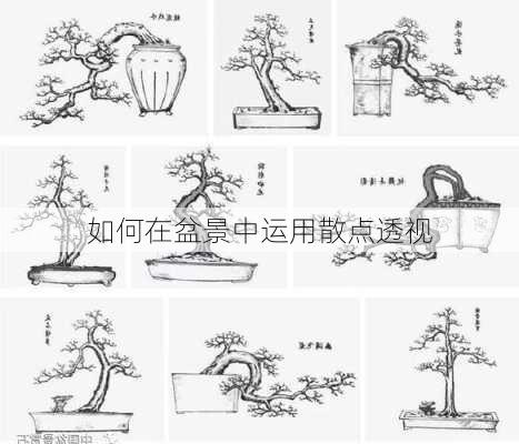 如何在盆景中运用散点透视