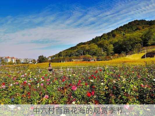 中六村百亩花海的观赏季节