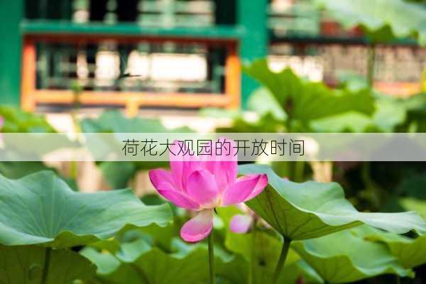 荷花大观园的开放时间