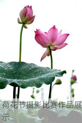荷花节摄影比赛作品展示