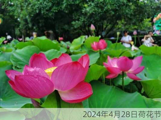 2024年4月28日荷花节