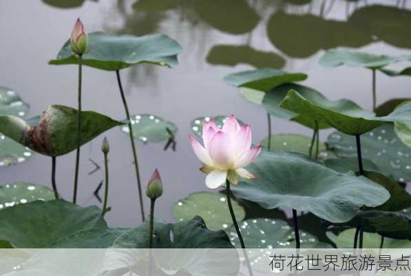 荷花世界旅游景点