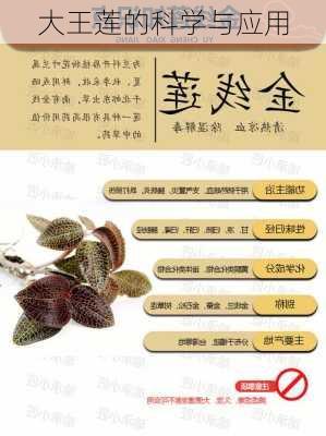 大王莲的科学与应用