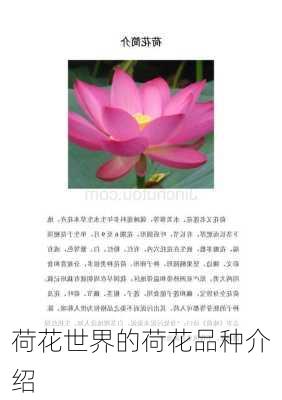 荷花世界的荷花品种介绍