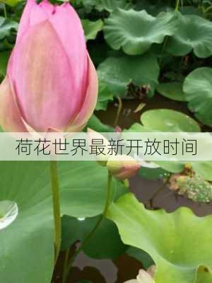 荷花世界最新开放时间