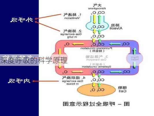 深度呼吸的科学原理