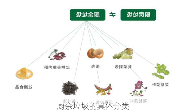 厨余垃圾的具体分类