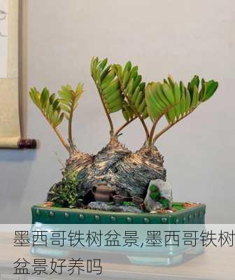 墨西哥铁树盆景,墨西哥铁树盆景好养吗