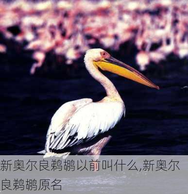 新奥尔良鹈鹕以前叫什么,新奥尔良鹈鹕原名