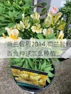 荷兰智利2014,荷兰智利百合种球怎么种植
