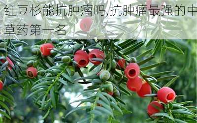 红豆杉能抗肿瘤吗,抗肿瘤最强的中草药第一名
