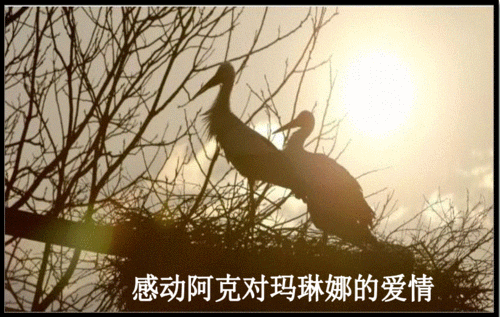 克罗地亚候鸟,克罗地亚候鸟爱情故事