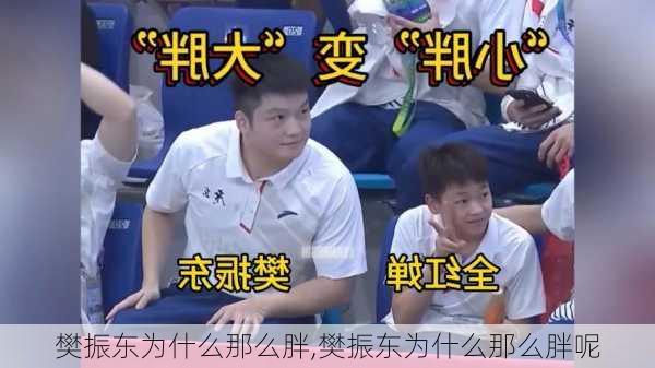 樊振东为什么那么胖,樊振东为什么那么胖呢