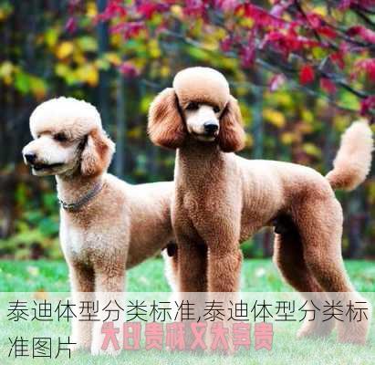泰迪体型分类标准,泰迪体型分类标准图片