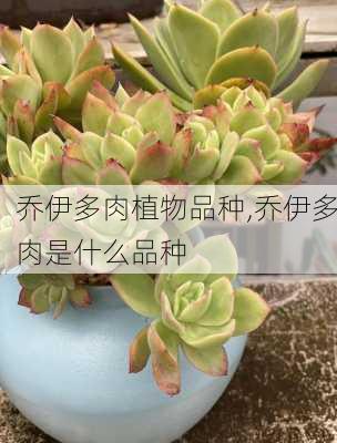 乔伊多肉植物品种,乔伊多肉是什么品种