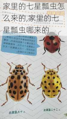 家里的七星瓢虫怎么来的,家里的七星瓢虫哪来的