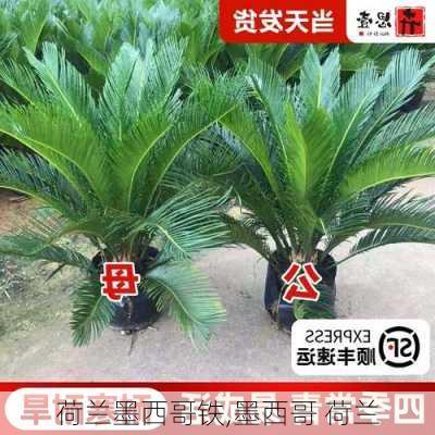 荷兰墨西哥铁,墨西哥 荷兰