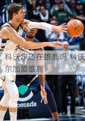 科沃尔还在雄鹿吗,科沃尔加盟雄鹿